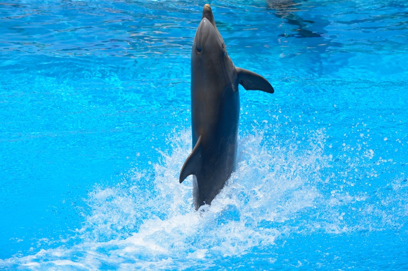 jumping, water, marine, swim, photography, fish, jump, animal themes, dolphinarium, swimming, dolphin, sea life, wildlife, sea, animals in the wild, outdoors