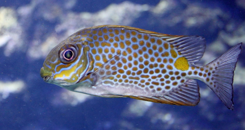 reef, animal wildlife, water, undersea, sea life, poisonous, close-up, vertebrate, marine, beauty in nature, aquarium, saltwater fish, colorful, swimming