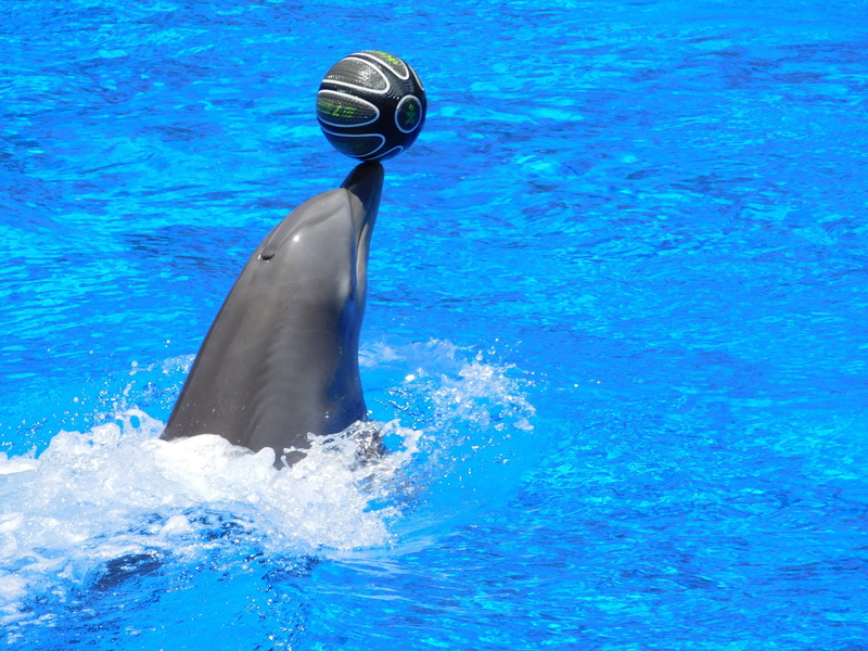 dolphinarium, outdoors, swimming pool, no people, ball, animal wildlife, stunts, blue, water, animal, nature, dolphins, fun, mammal, jump, motion, vertebrate
