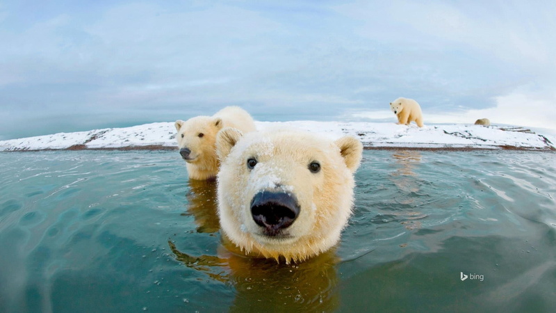 bear, one animal, animal themes, no people, looking at camera, animals in the wild, portrait, outdoors, water, alaska, bears, animal wildlife