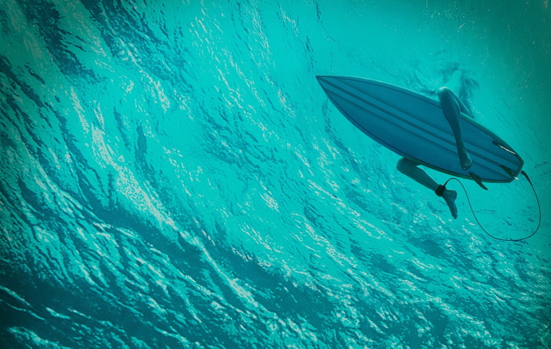 water, The Shallows, swimming, sea, animal themes, nature, animals in the wild, vertebrate, one animal, 1080P, animal wildlife, leisure activity, Blake Lively