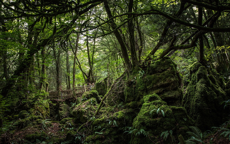 moss, trees, jungle, hd, 1080P, green, forest, nature