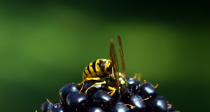 focus on foreground, search, colored background, food, animal, close-up, stripes, vitamins, animals in the wild, fruit, blackberry, indoors, 5K, animal wildlife