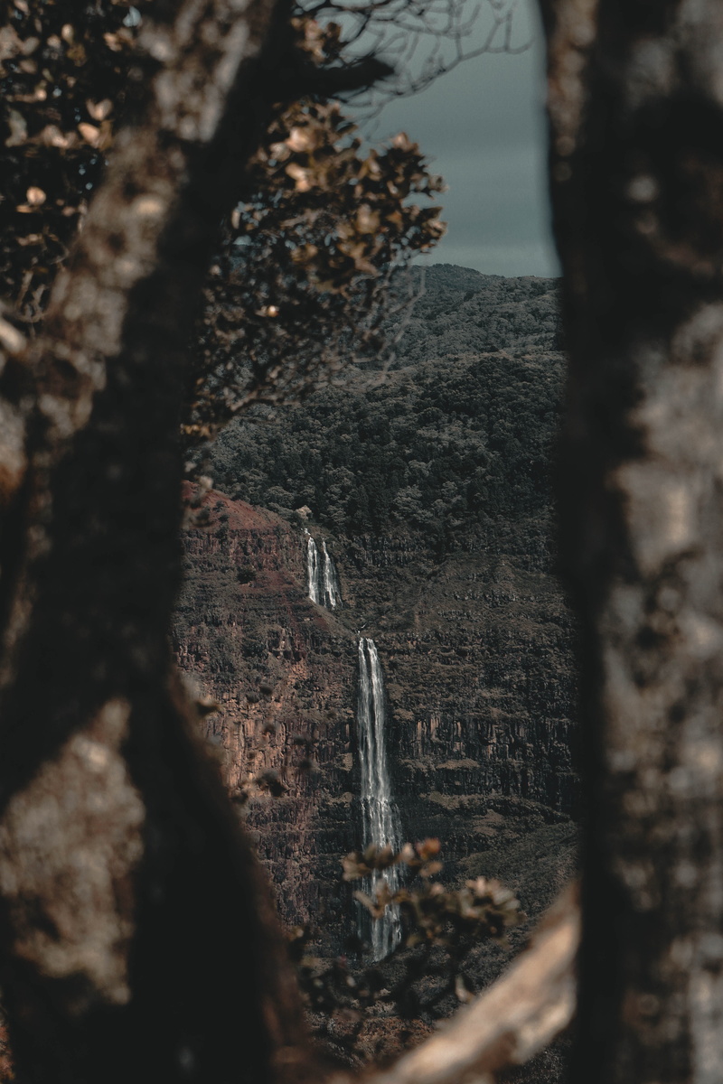 close-up, no people, ice, plateau, rough, winter, tree, abies, focus on foreground, bark, weathered, vegetation, plunge, trunk, tranquility, tree trunk