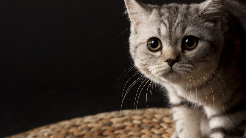 animal, close-up, indoors, domestic animals, no people, one animal, worried cat image, studio shot, animal themes, looking at camera, domestic, kitten
