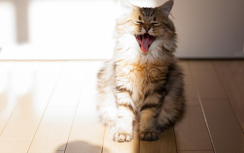 1080P, animals, funny, animal, cute, cat, smile, happy