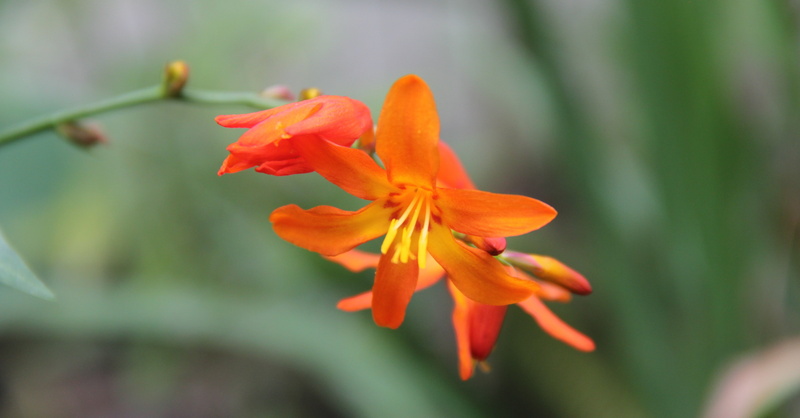 fragility, pollen, orange, flowering plant, beauty in nature, botany, no people, nature, flower head, selective focus, inflorescence, plant, close-up, Kathmandu