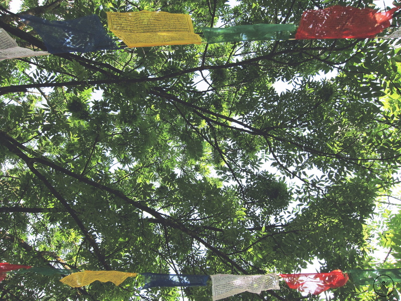 beauty in nature, leaf, sunlight, tree, spiritual, built structure, culture, buddhism, tree trunk, outdoors, peace, day, branch, summer, hanging, plant