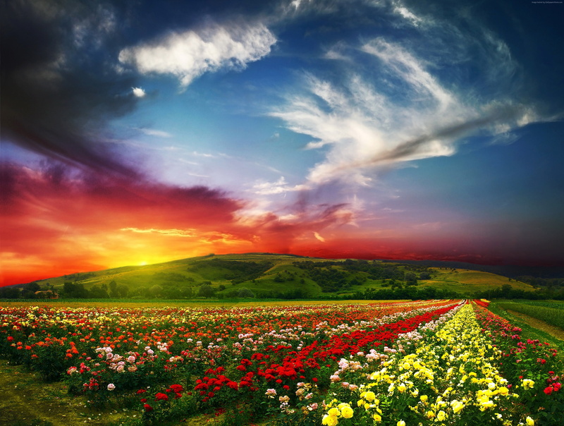 field, Valley of Flowers, 4k, clouds, roses, sky, plant, sunset, no people, outdoors, flowering plant, India, 5k, flowerbed, agriculture, beauty in nature