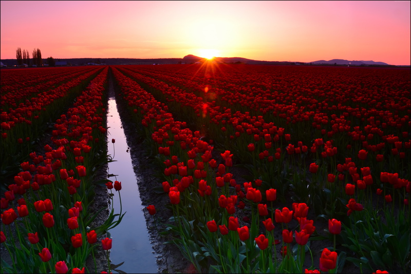 Skagit Valley, 5k, tourism, USA, Tulip Fields, flowers, travel, Washington, 8k, Sunset, 5K, 4k