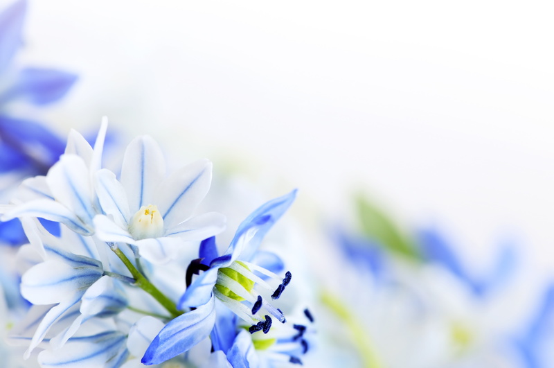 5k, 4k, flowers, spring, 8k, lilies of the valley, 8K, background