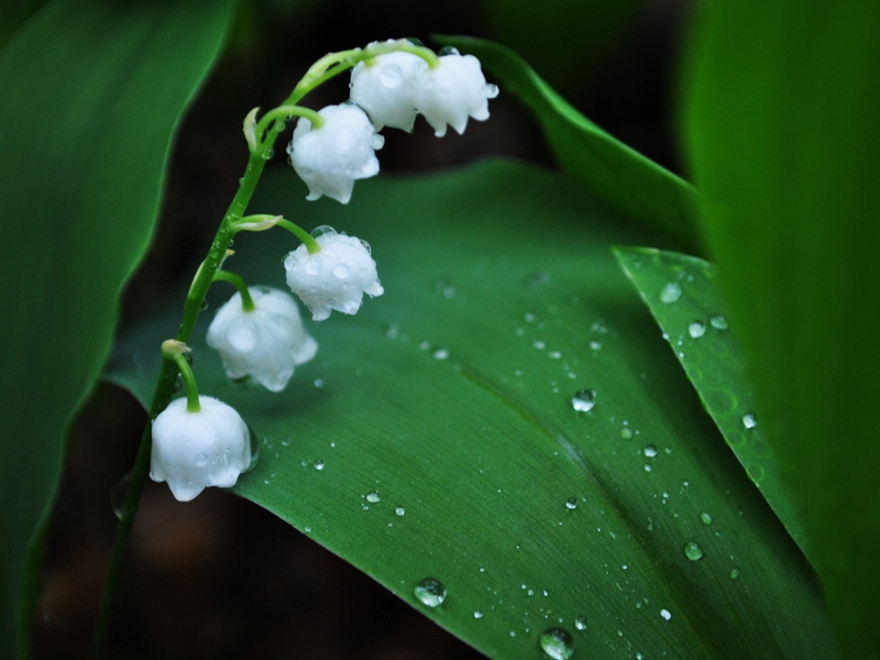 beauty In Nature, drops, petal, summer, flowers, flower, season, bell, leaves, muguet, water, plant, stem, freshness, botany, valley, dew, single Flower