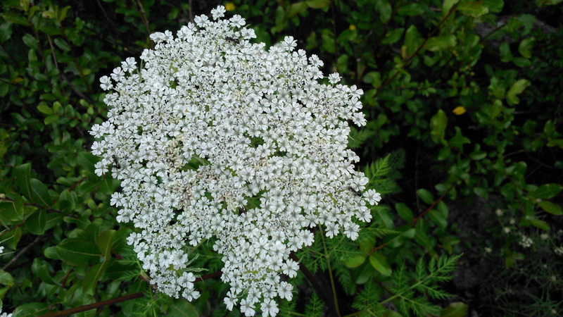 India, flowers, 2K, Valley of Flowers National Park