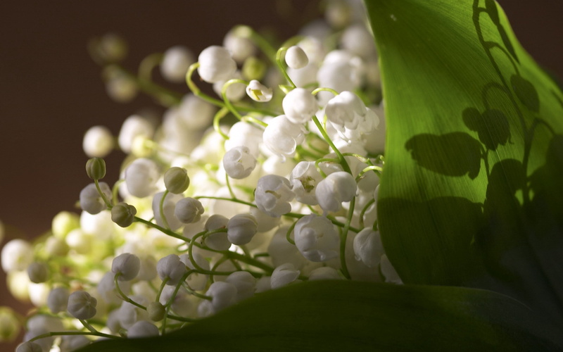 flower Head, botany, beauty In Nature, stem, 2K, selective focus, no People, color Image, flowering plant, fragility, single Flower, muguet, leaf, plant
