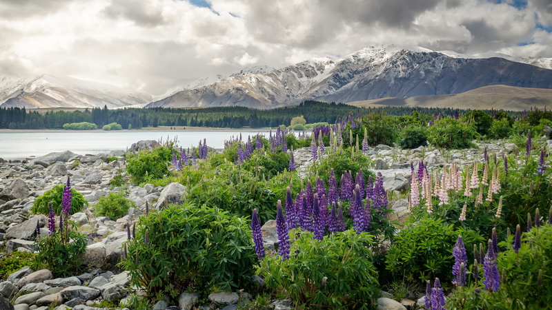 land, tranquil Scene, uSA, valley, travel, famous Place, plant, day, water, trees, outdoors, panoramic, tourism, flowers, no People, tranquility, lupine