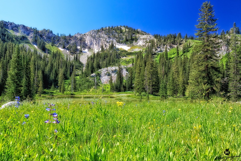tree, tourism, mountain Range, springtime, wildflower, environment, coniferous tree, canada, valley, scenics, plant, alberta, mountain, tranquil scene