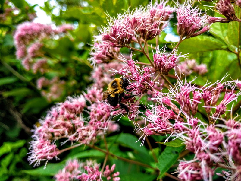 animals in the wild, national park, vulnerability, pollination, pink color, colorful, insect, flowering plant, insects, fragility, freshness, animal, 4K