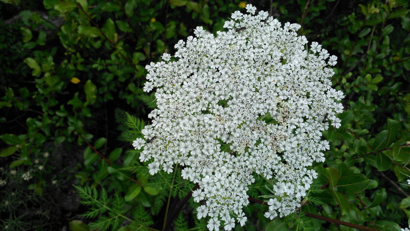 India, lilac, flower, bunch of flowers, plant part, close-up, field, fragility, nature, flowering plant, vulnerability, outdoors, white color, 2K, freshness