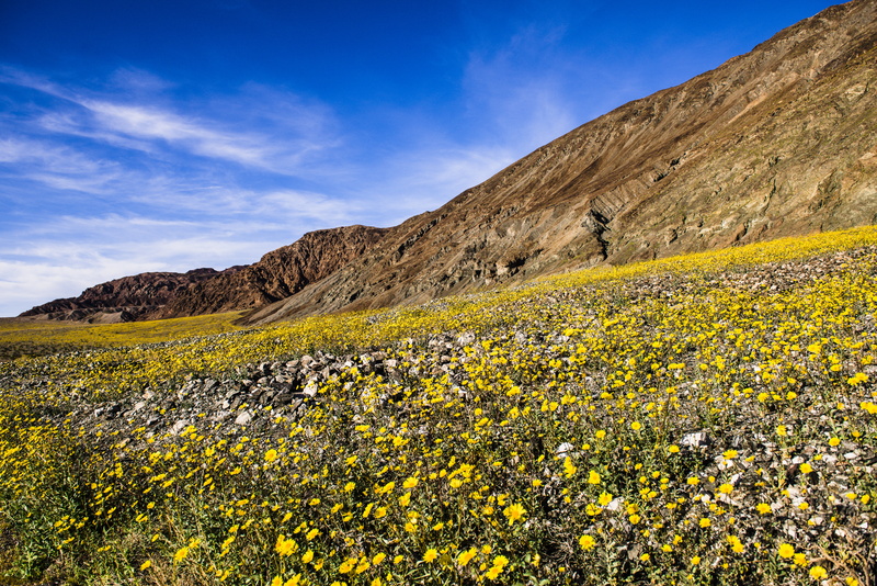 landscape, sky, california, scenery, hillside, carpet, desert  national park, death valley, nature, lightroom, wildflower, flowers, Bloom, wildflowers
