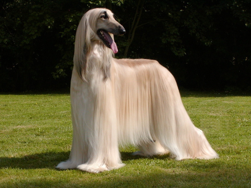 Afghan Hound, Dogs, Dog, 720P