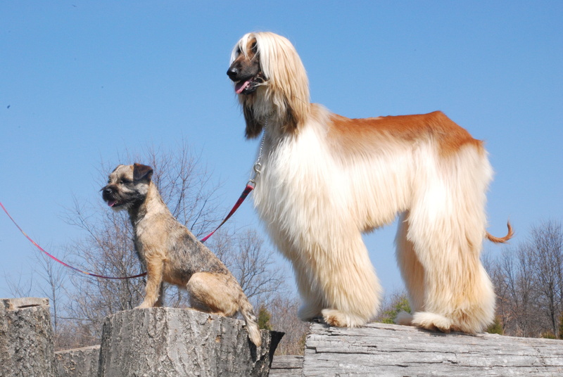 nature, close-up, clear sky, countryside, outside, vertebrate, day, sky, small, terrier, Border Terrier, outdoors, blue, canine, animal, two animals, domestic animals