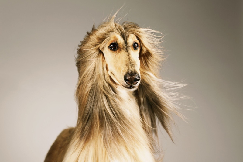 1080P, Dogs, Dog, Pet, Afghan Hound