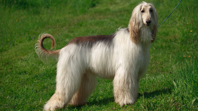 Dogs, Pet, 1080P, Afghan Hound, Dog
