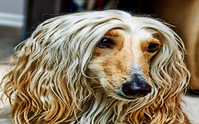 afghan, cute, lovely, silver, 1080P, nose, look, hairy, hound, animals, face