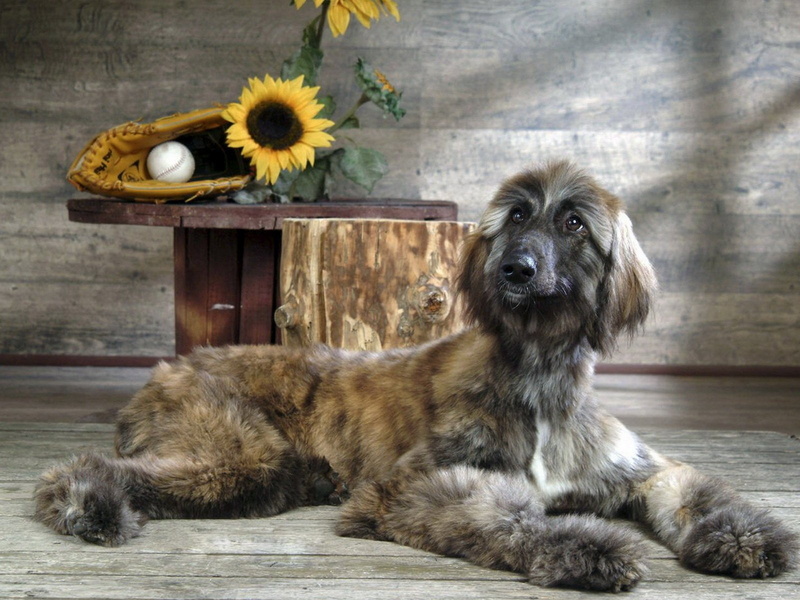 720P, Dogs, Afghan Hound, Dog
