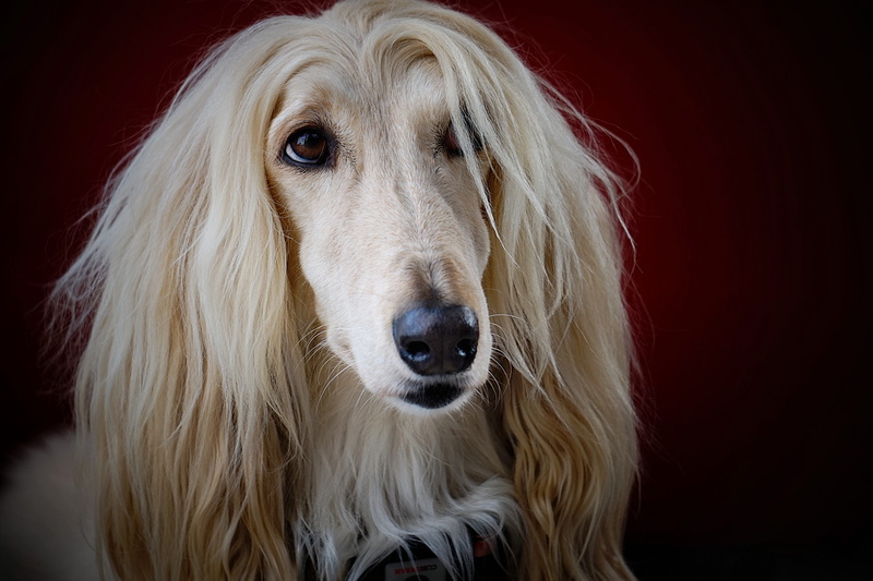 animal hair, white, studio shot, coated, hound, dog, sitting, yellow, afghan, portrait, black background, face, hair, inside, adult, purebred dog, indoors