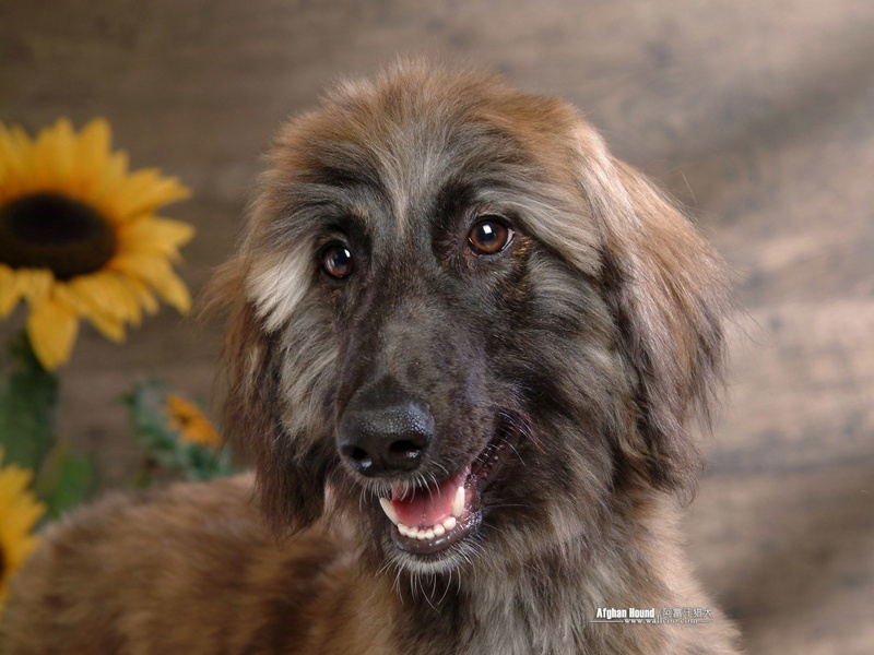 Dog, Afghan Hound, Dogs, 720P