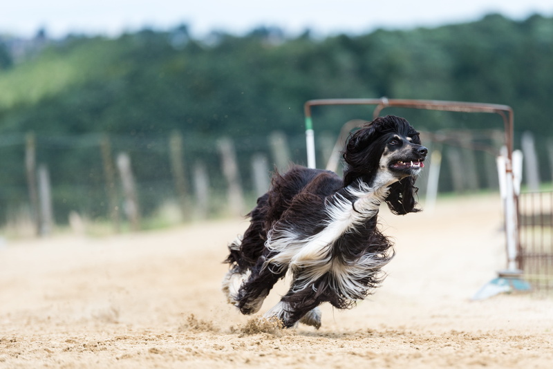 outdoors, no people, lust for life, focus on foreground, mammal, run, one animal, fun, land, action, dog, 4K, motion, greyhound, animal themes, mouth open
