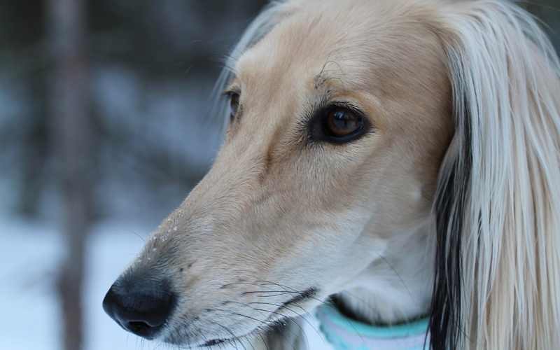 look, 1080P, face, the Afghan hound