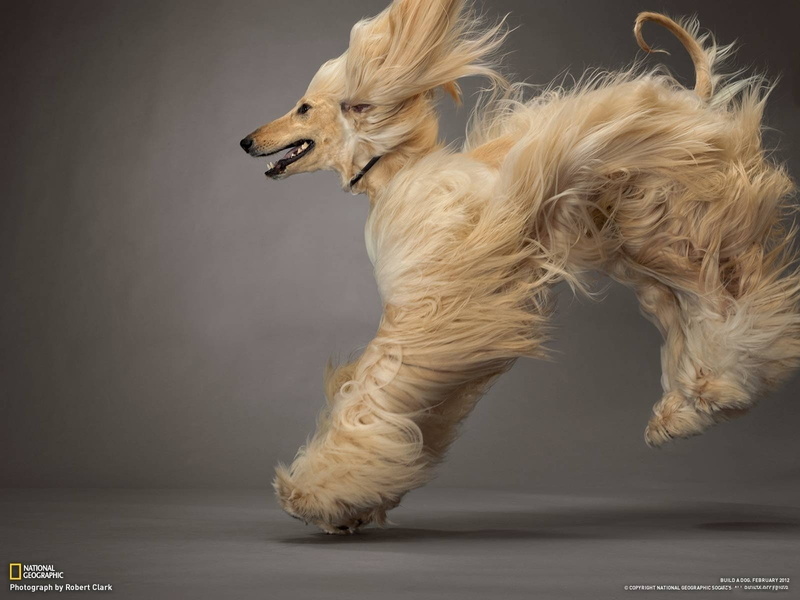 Dogs, Dog, Afghan Hound, 720P