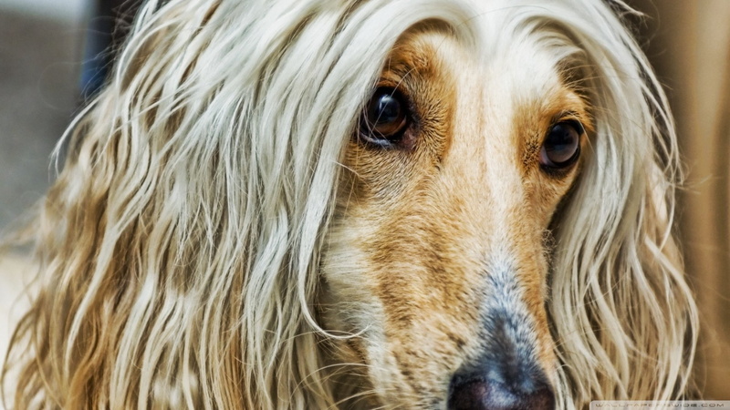 Dog, Dogs, Afghan Hound, 1080P