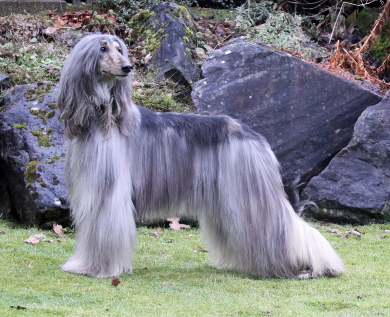 Afghan Hound, Dogs, Dog, 1080P