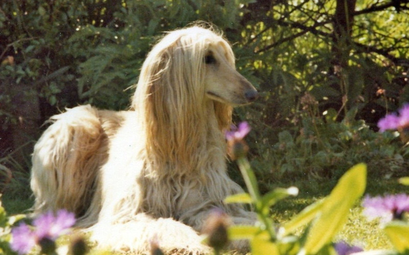 1080P, Dogs, Dog, Afghan Hound