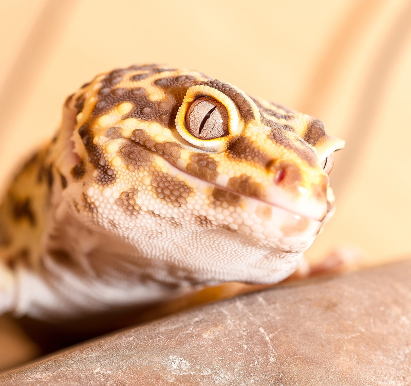 no people, indoors, vertebrate, animals in the wild, animal body part, close-up, pets, iraq, sigma, flash, reptile, macro, gecko, animal head, leopard gecko