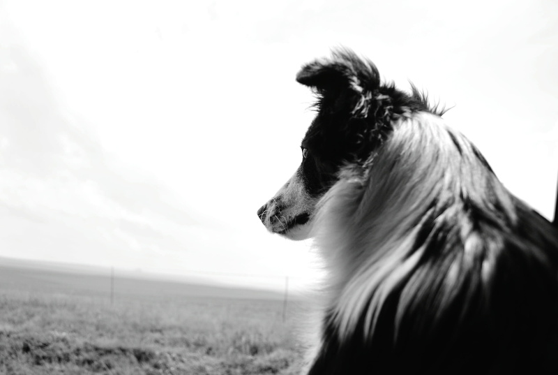 animal head, looking away, animal body part, afghan hound, vertebrate, papillon, no people, one animal, border collie, animal, pet, black and white, animal hair