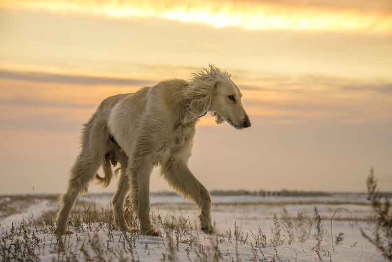pets, afghan hound, warthog, colt horse, dog, foal, domestic, mammal, vase, field, 2K, wildlife, jar, canine, plant, nature, white, domestic animals, animal themes