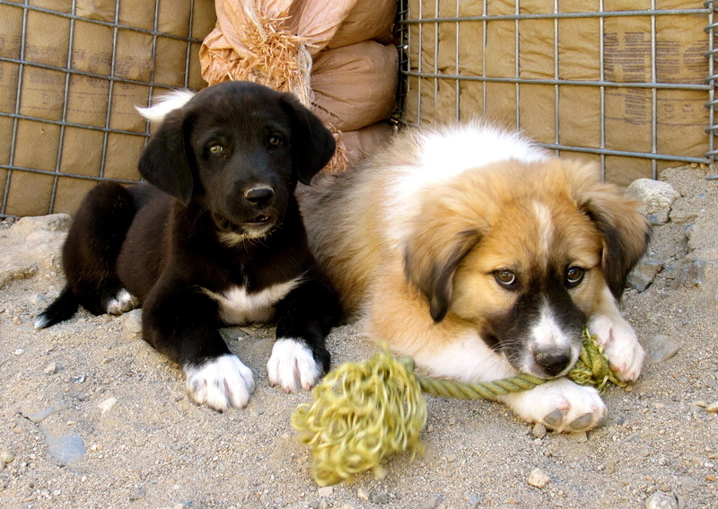 1080P, domestic animals, no people, young animal, dogs, Hound, portrait, animal family, Two, looking at camera, Afghan, domestic, relaxation, vertebrate