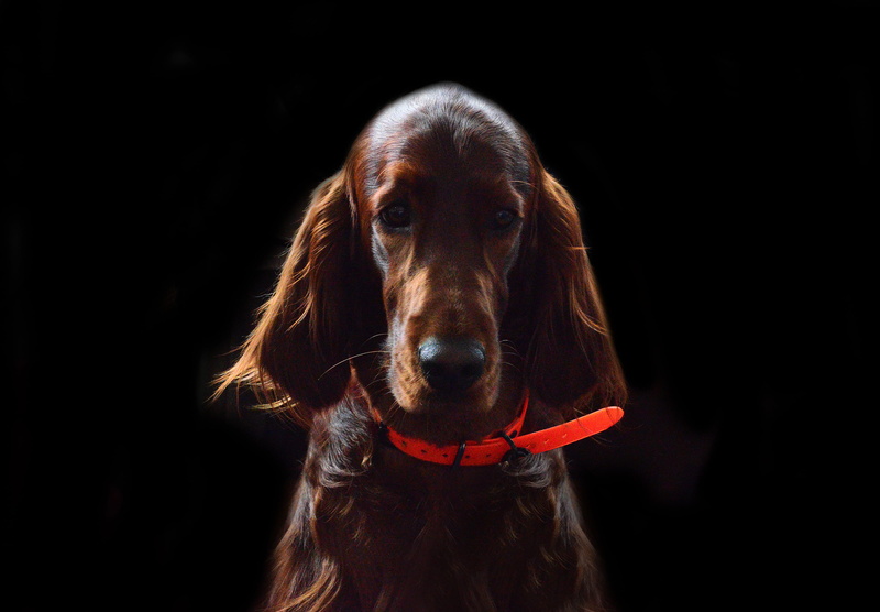 animal head, leash, portrait, puppy, domestic, indoors, mammal, strap, black background, hound, 2K, beagle, animal body part, golden retriever, one animal