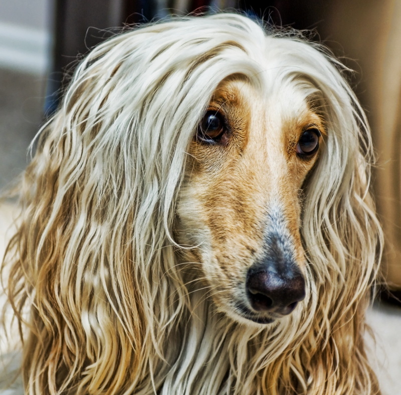 adult, tan, Pets, coated, Animals, focus on foreground, animal themes, Portrait, hair, domestic animals, long, dachshund, one animal, Animal, domestic