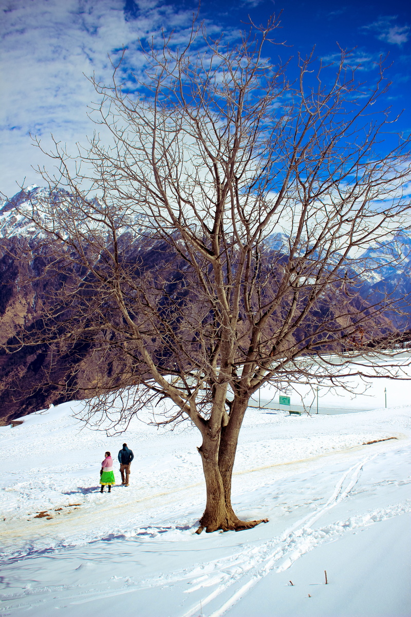 scenics - nature, white color, cold temperature, tree, environment, day, auli, uttarakhand, tranquility, beauty in nature, tranquil scene, branch, land