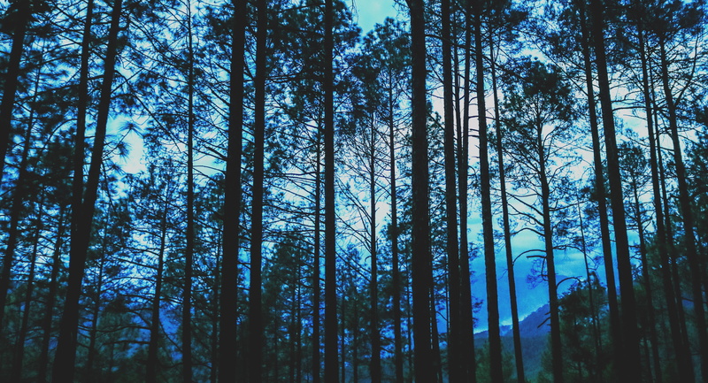pine tree, landscape, forest, silhouette, uttarakhand, woodland, beautiful, tall - high, outdoors, plant, beauty in nature, growth, trees, nature