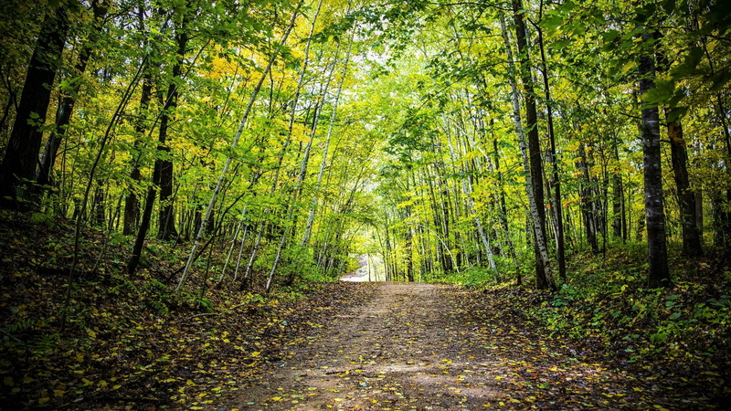 nature, tranquility, path, forest, diminishing perspective, outdoors, tranquil scene, forest path, tree trunk, plant, change, no people, vegetation, day