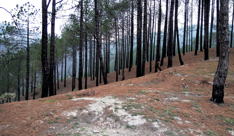 india, coniferous tree, tranquility, growth, pine woodland, himalaya, non-urban scene, beauty in nature, landscape, uttarakhand, plant, environment, tranquil scene