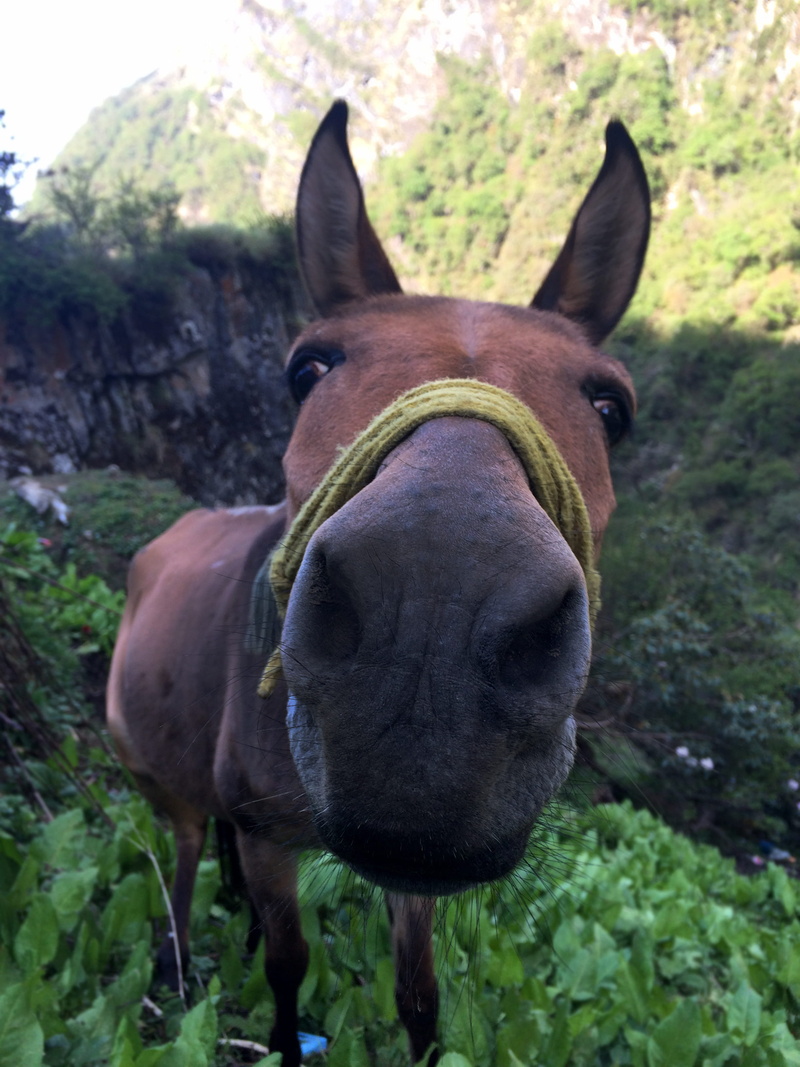 vertebrate, outdoors, domestic, looking at camera, nature, animal nose, uttarakhand, plant, mammal, horse, india, close-up, animal themes, one animal, focus on foreground