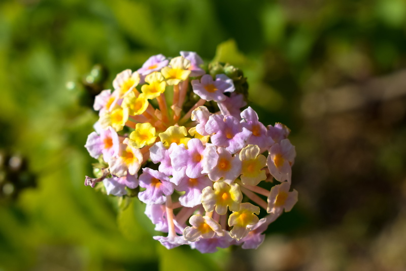 uttarakhand, nature, outdoors, inflorescence, petal, vulnerability, lantana, wild, india, botany, flower head, day, flowering plant, close-up, uttrakhand