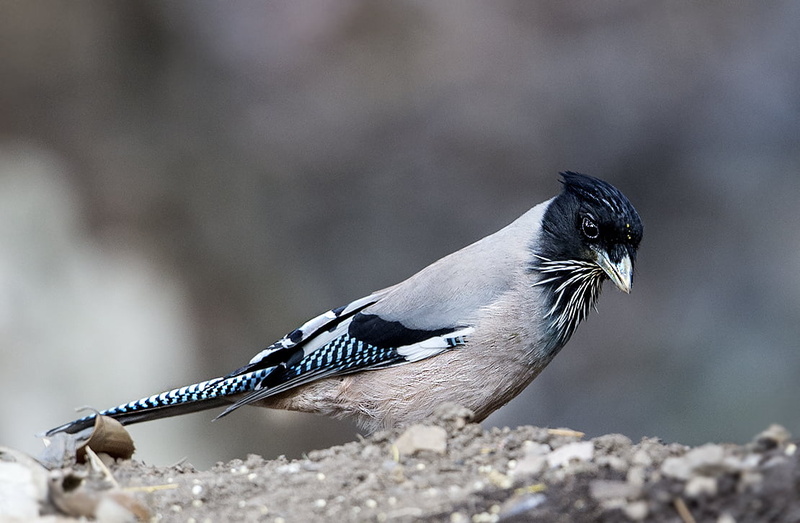 jay, Nikon D500, outdoors, og, macro photography, macro, wildlife, 480P, woodpecker, feather, stones, beak, Black-headed Jay, animal, photography, black